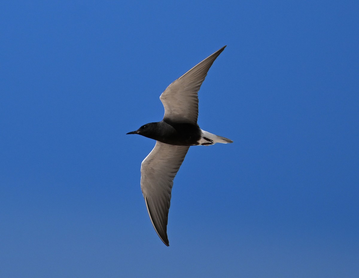 Black Tern (American) - David Darrell-Lambert