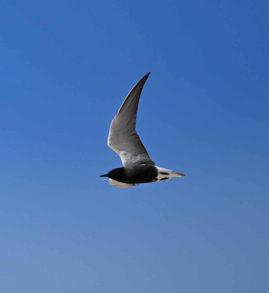 Black Tern (American) - ML620798241