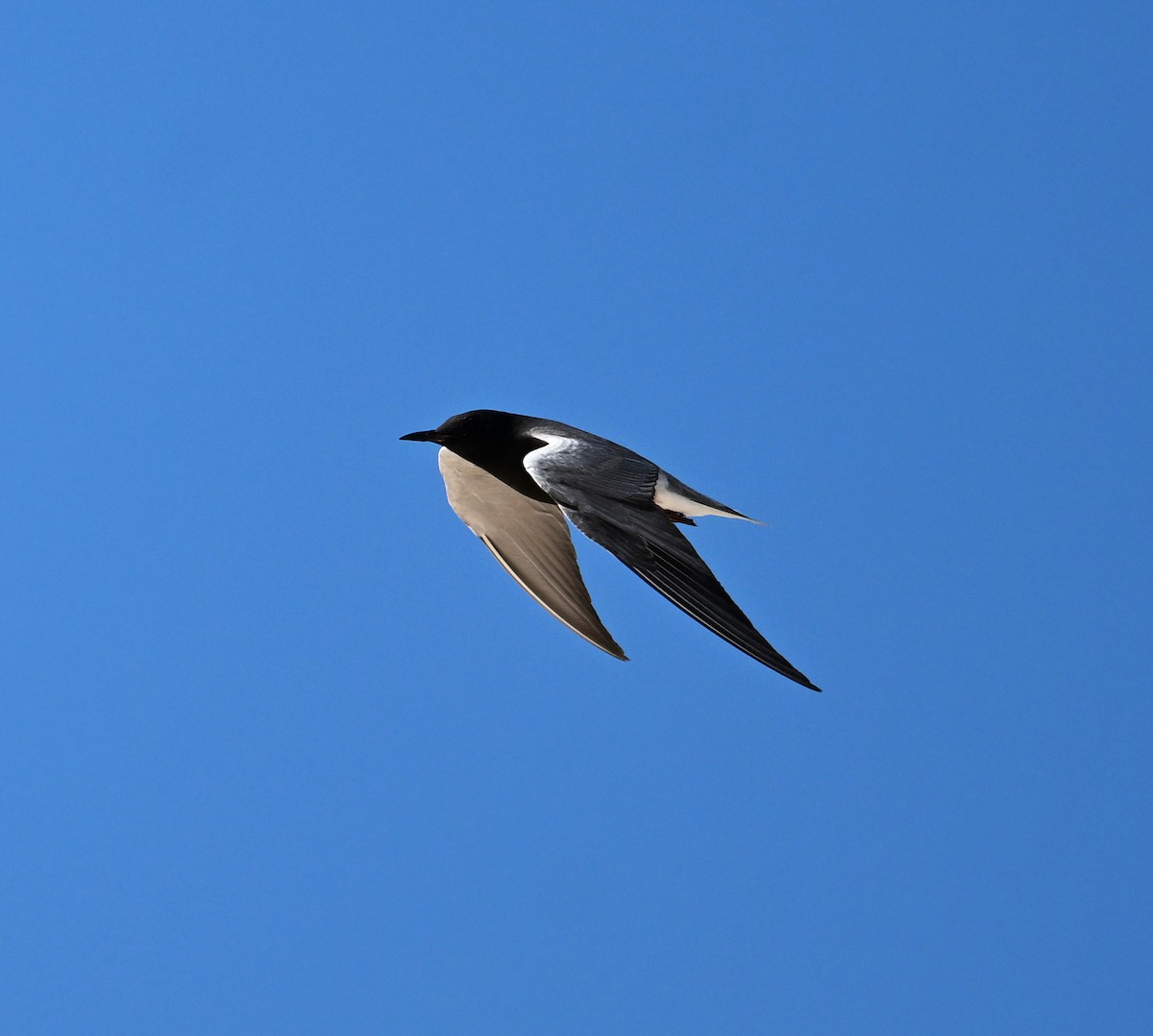 Black Tern (American) - ML620798242
