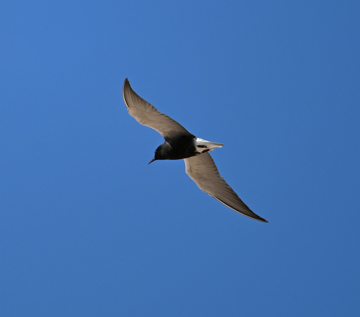Black Tern (American) - ML620798244