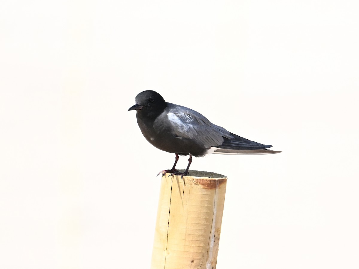 Black Tern (American) - ML620798247