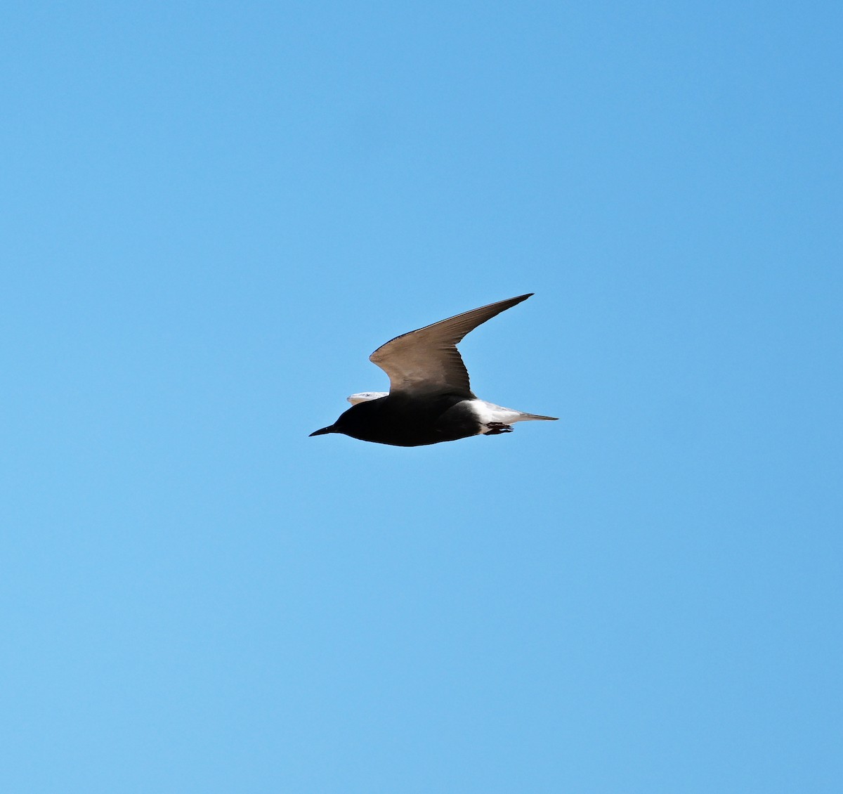 Black Tern (American) - ML620798250