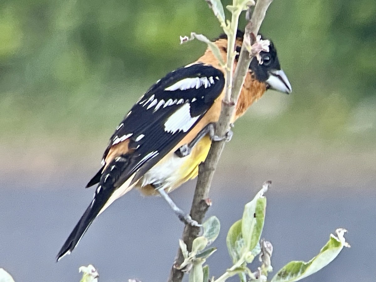 Cardinal à tête noire - ML620798251