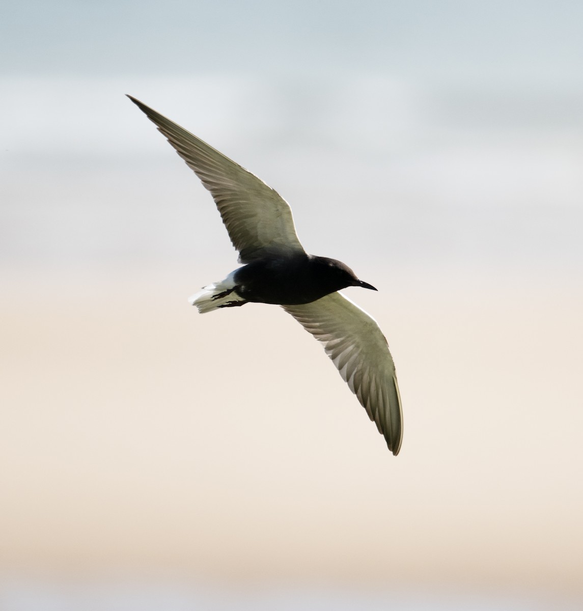 Black Tern (American) - David Darrell-Lambert