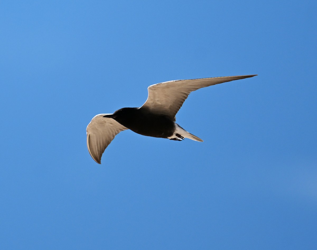 Black Tern (American) - ML620798253