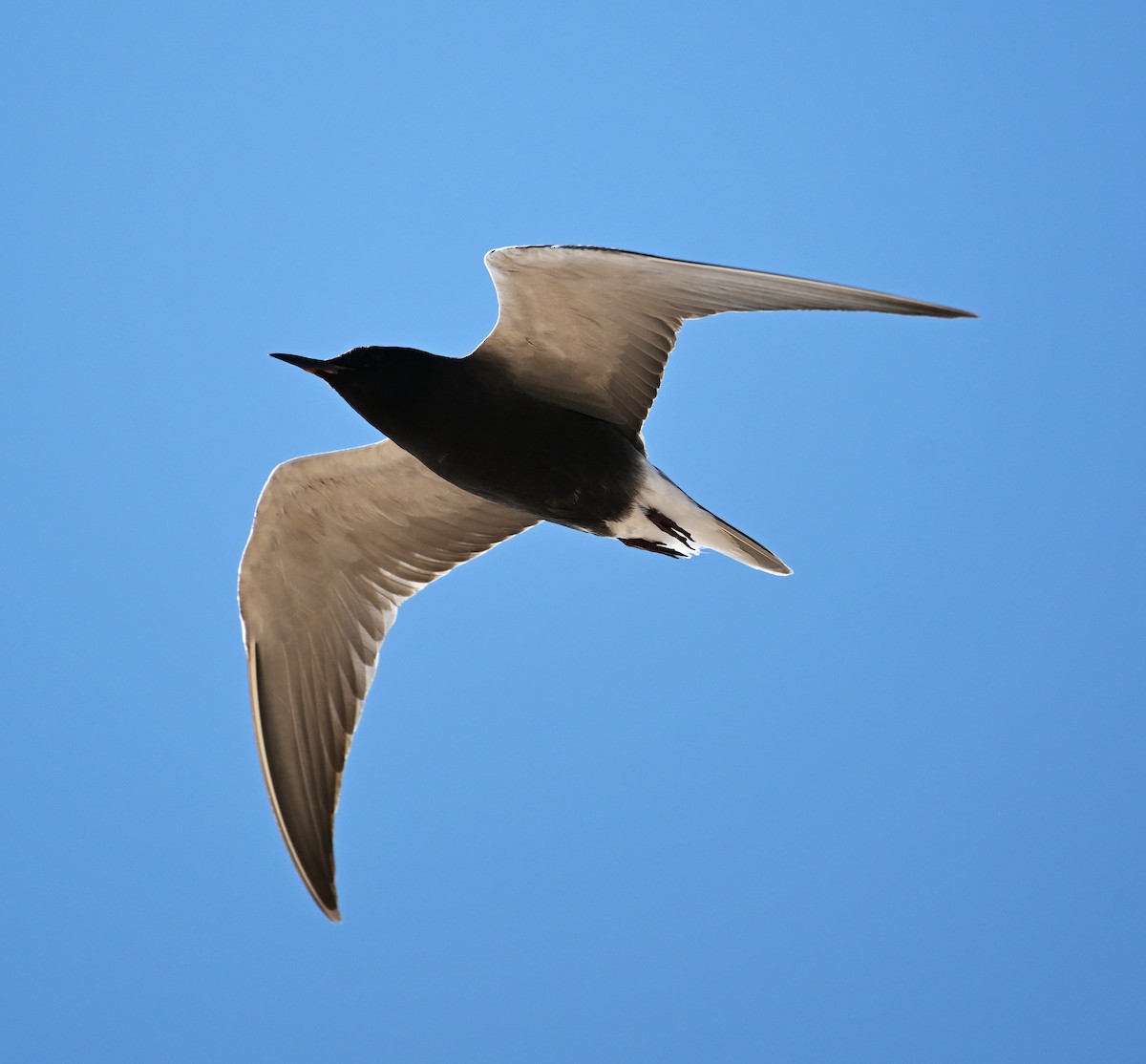 Black Tern (American) - ML620798258