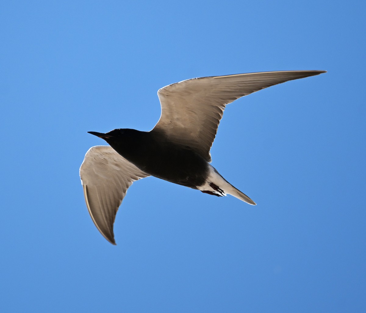 Black Tern (American) - ML620798260