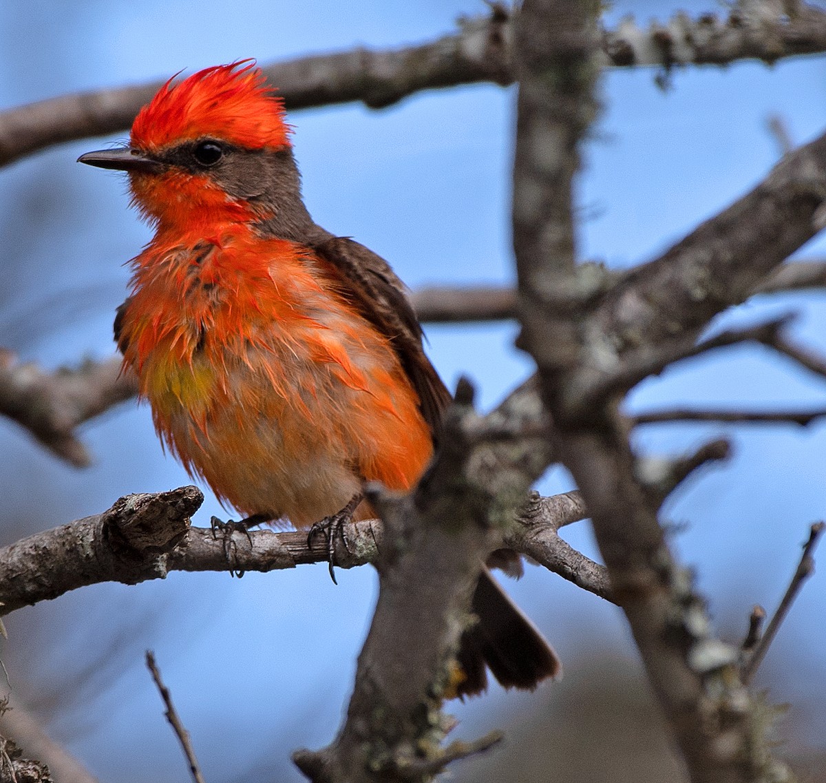 Vermilion Flycatcher - Kenneth Butler