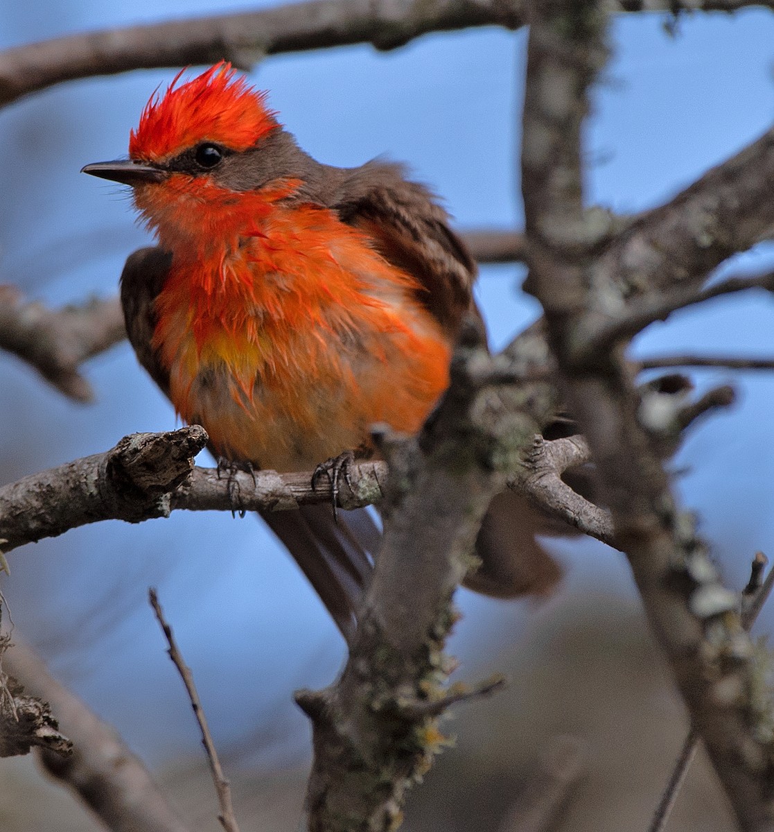 Vermilion Flycatcher - ML620798265