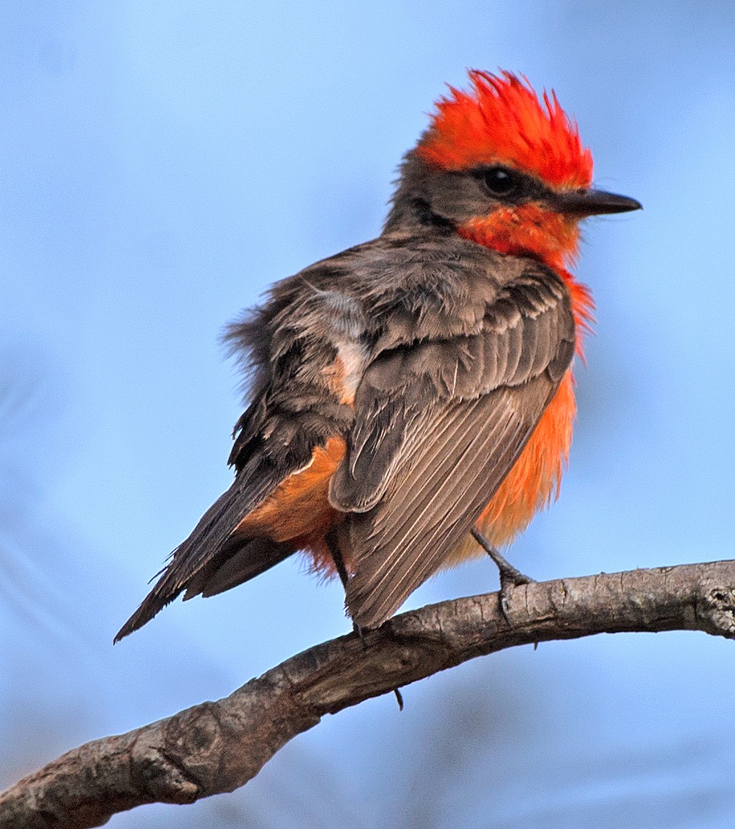 Vermilion Flycatcher - ML620798266