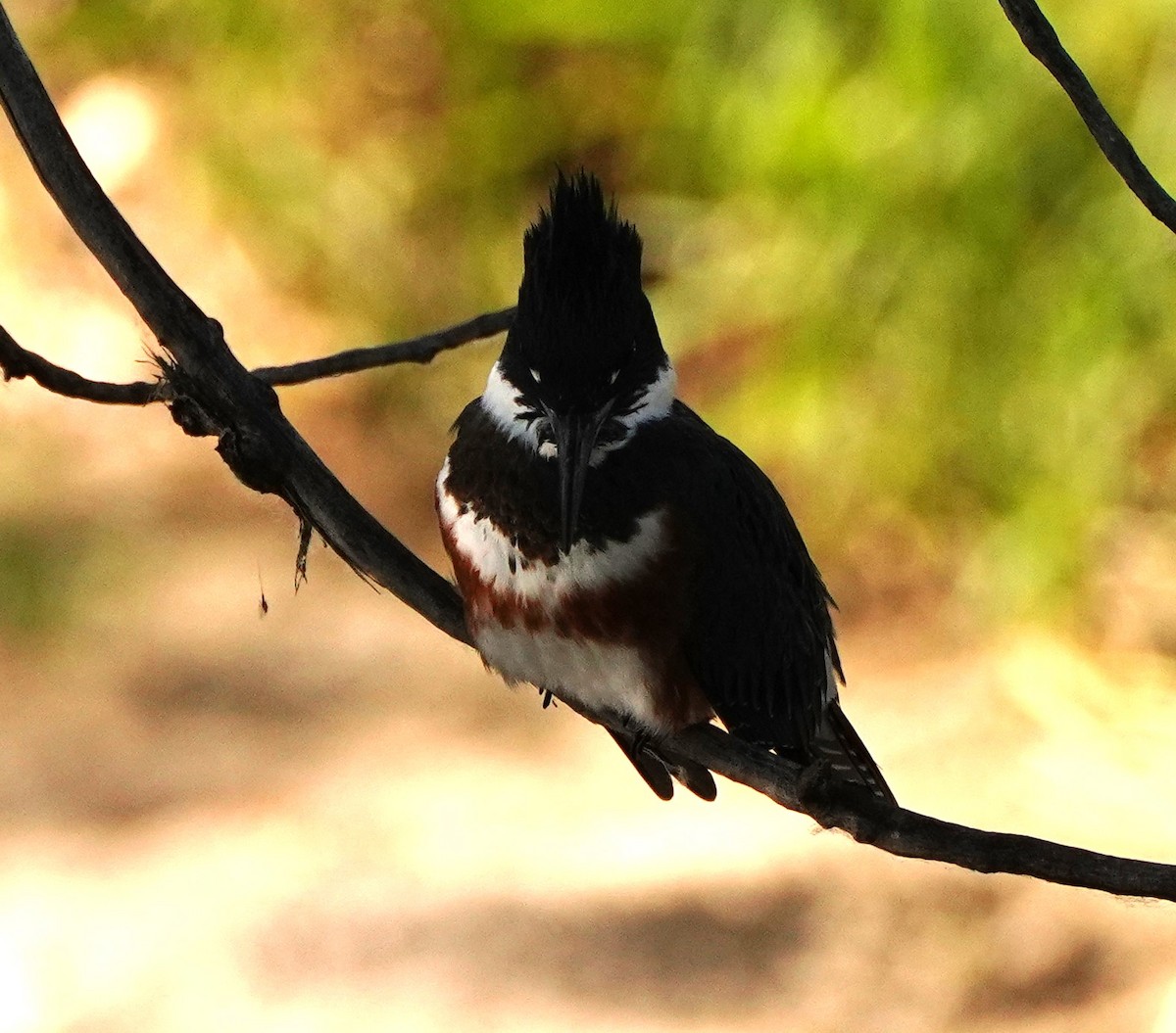 Belted Kingfisher - ML620798270