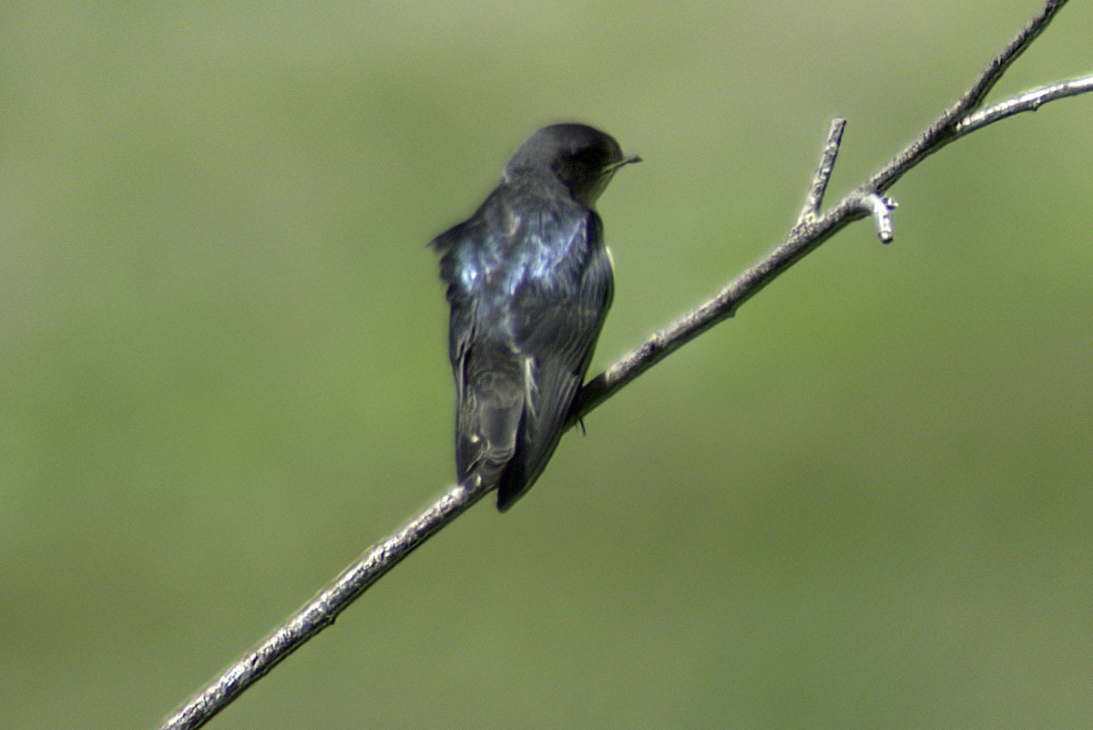 Golondrina Bicolor - ML620798275