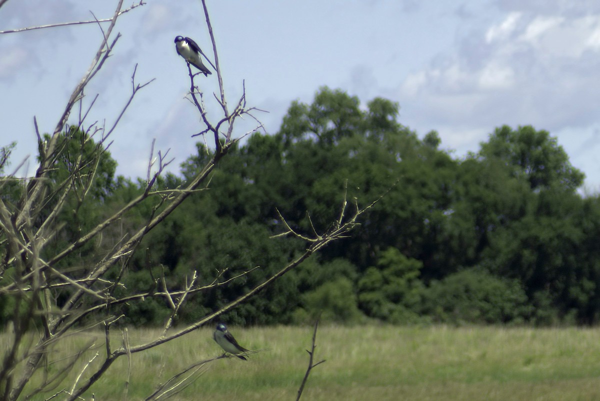 Golondrina Bicolor - ML620798276