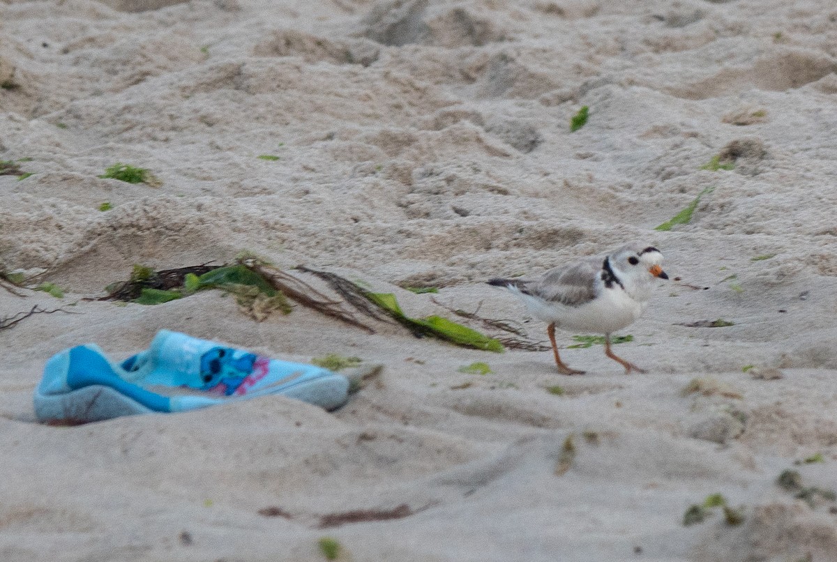 Piping Plover - ML620798281