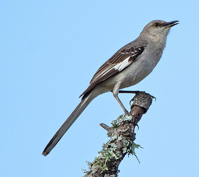 Northern Mockingbird - ML620798283