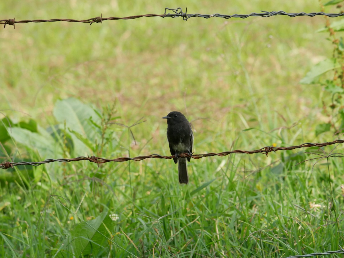 Black Phoebe - ML620798284