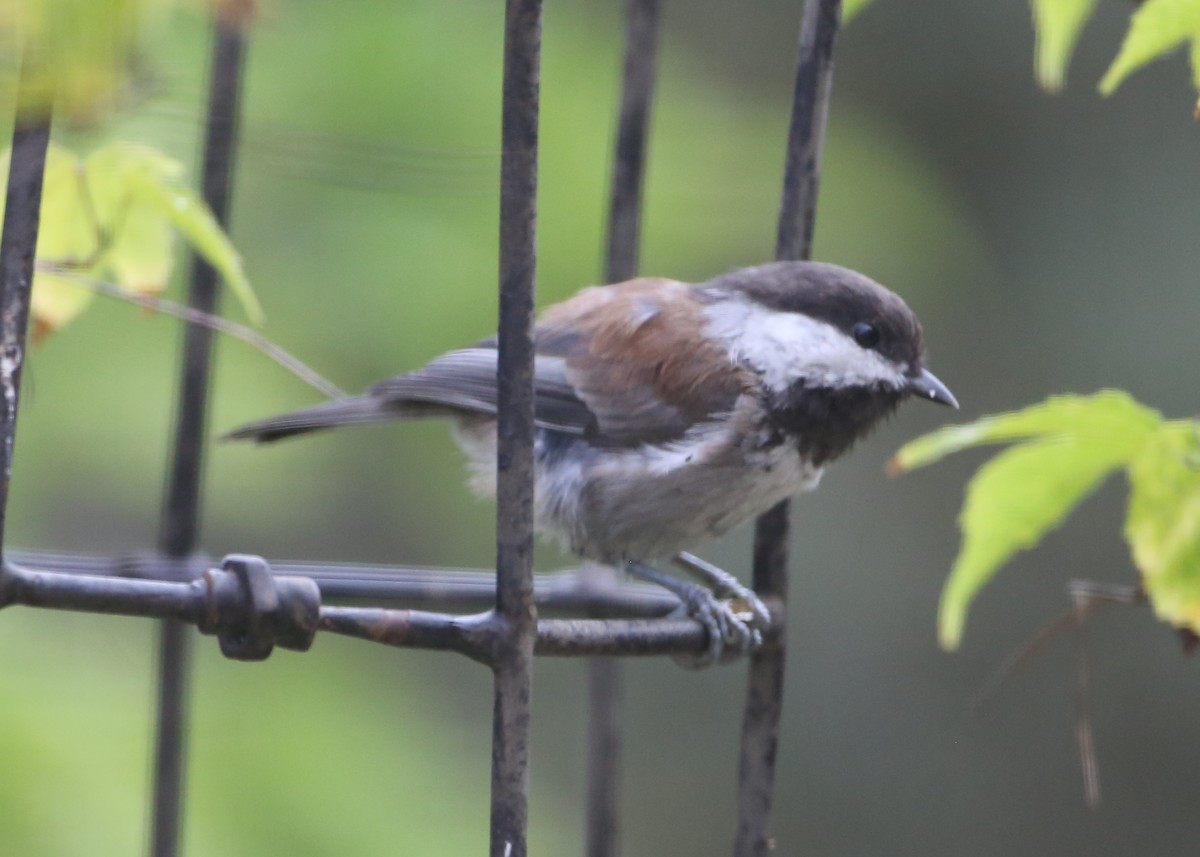 Chestnut-backed Chickadee - ML620798285