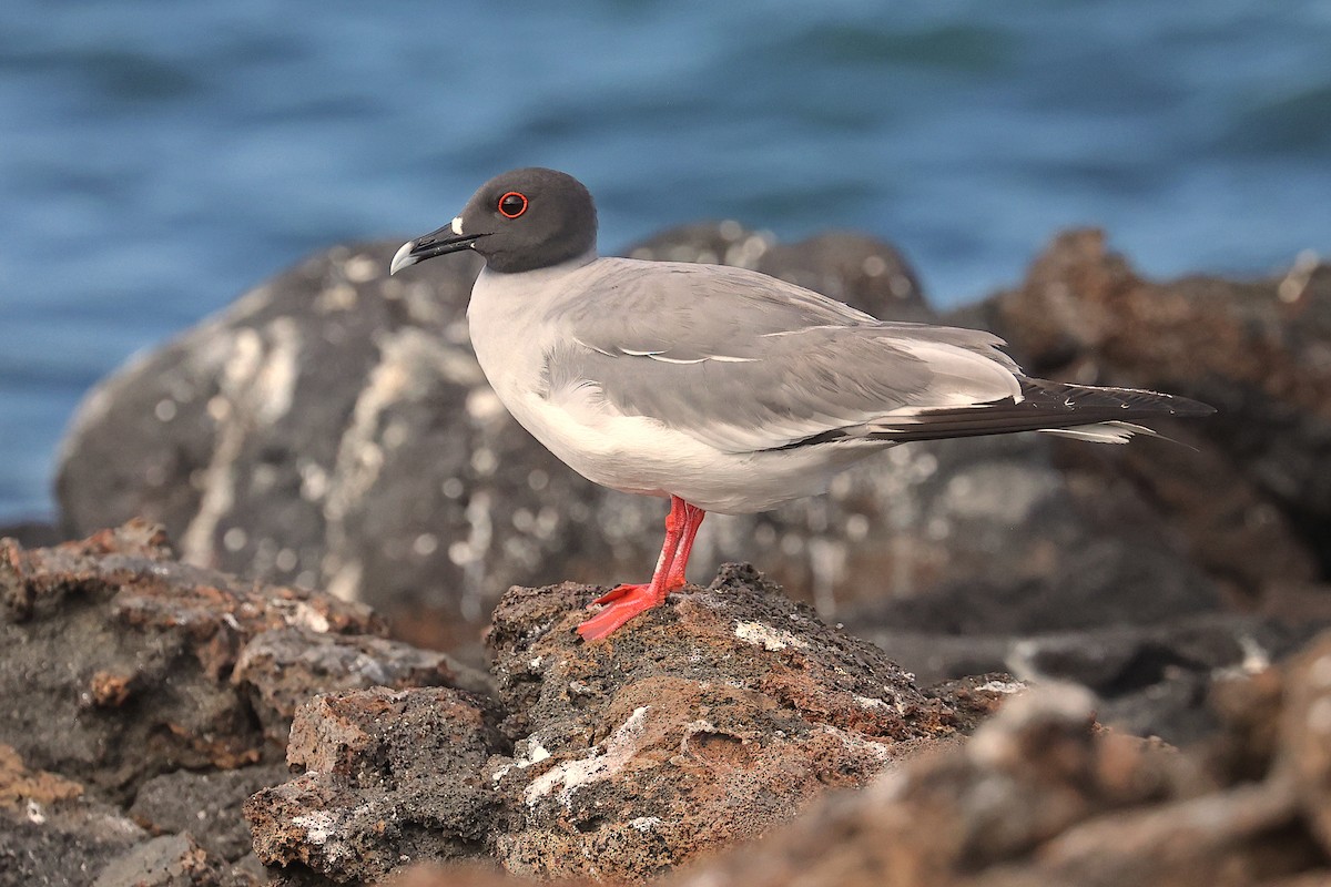 Swallow-tailed Gull - ML620798286