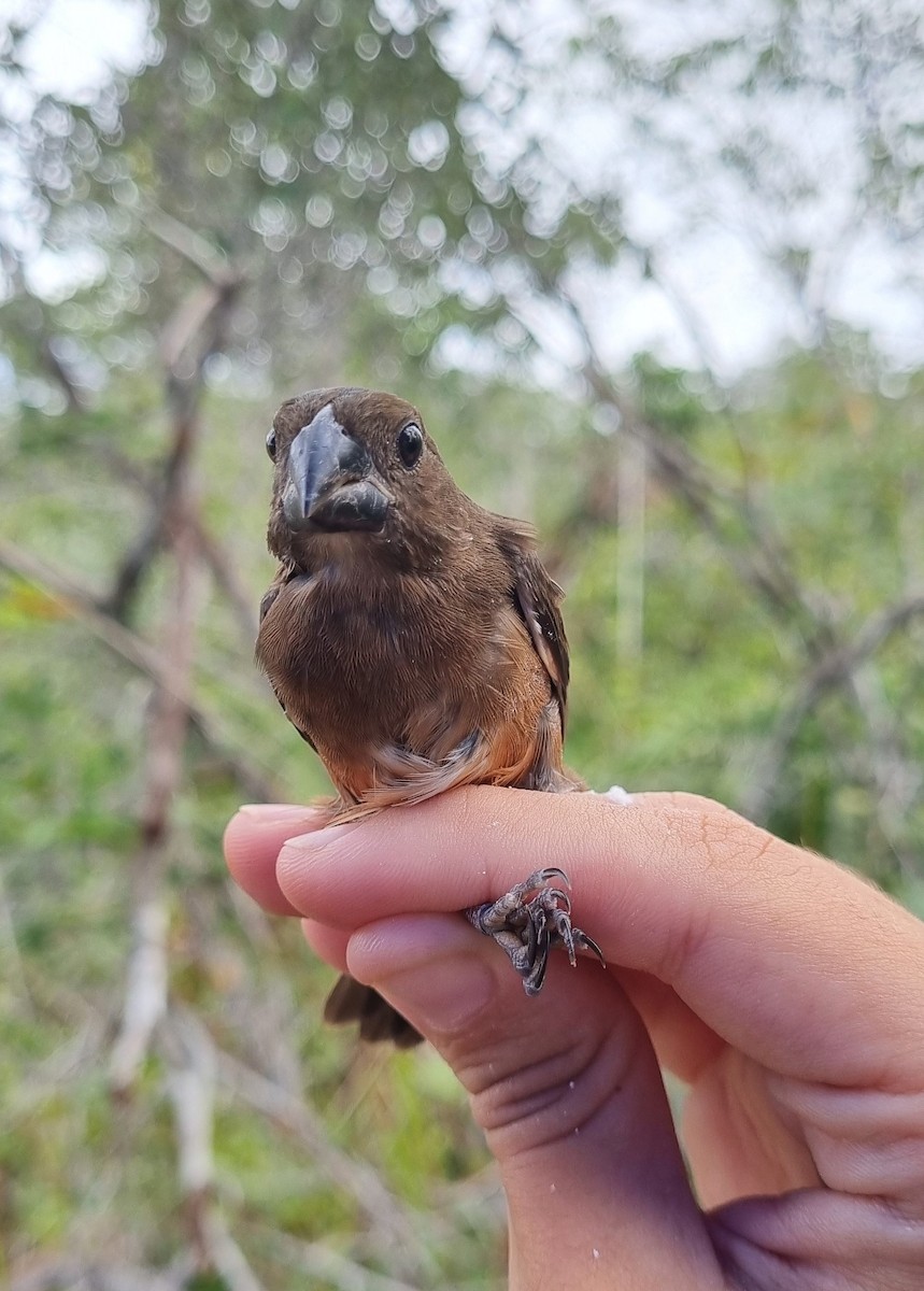 Chestnut-bellied Seed-Finch - Emmilly Farias