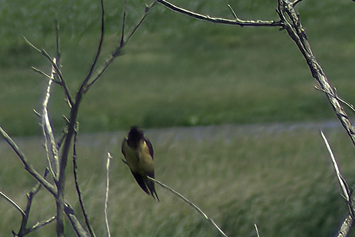 Golondrina Común - ML620798293