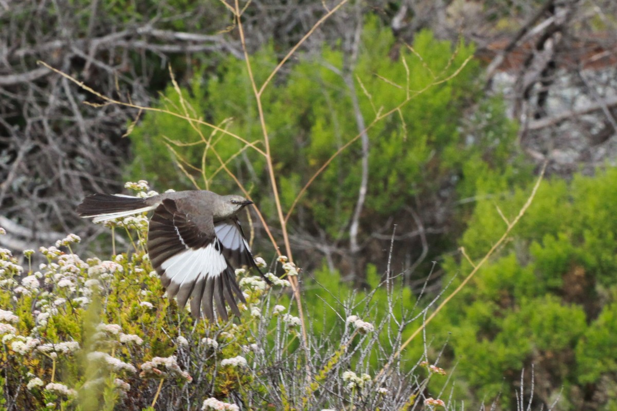 Northern Mockingbird - ML620798294