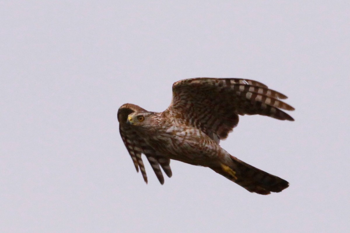 Cooper's Hawk - ML620798295