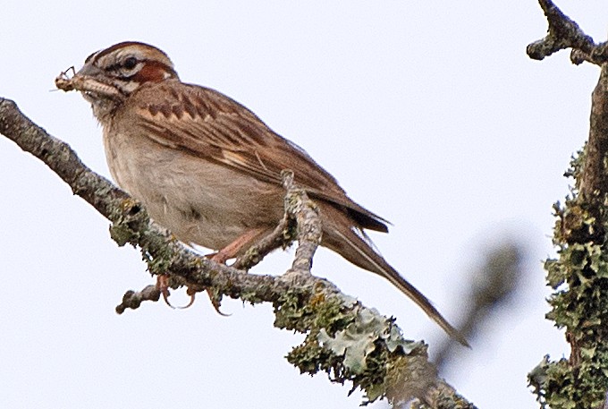 Lark Sparrow - Kenneth Butler