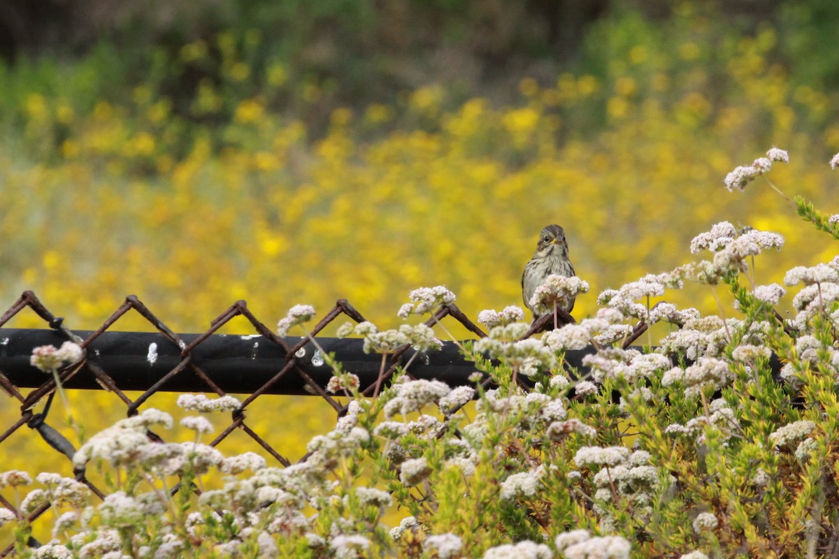 Song Sparrow - ML620798305