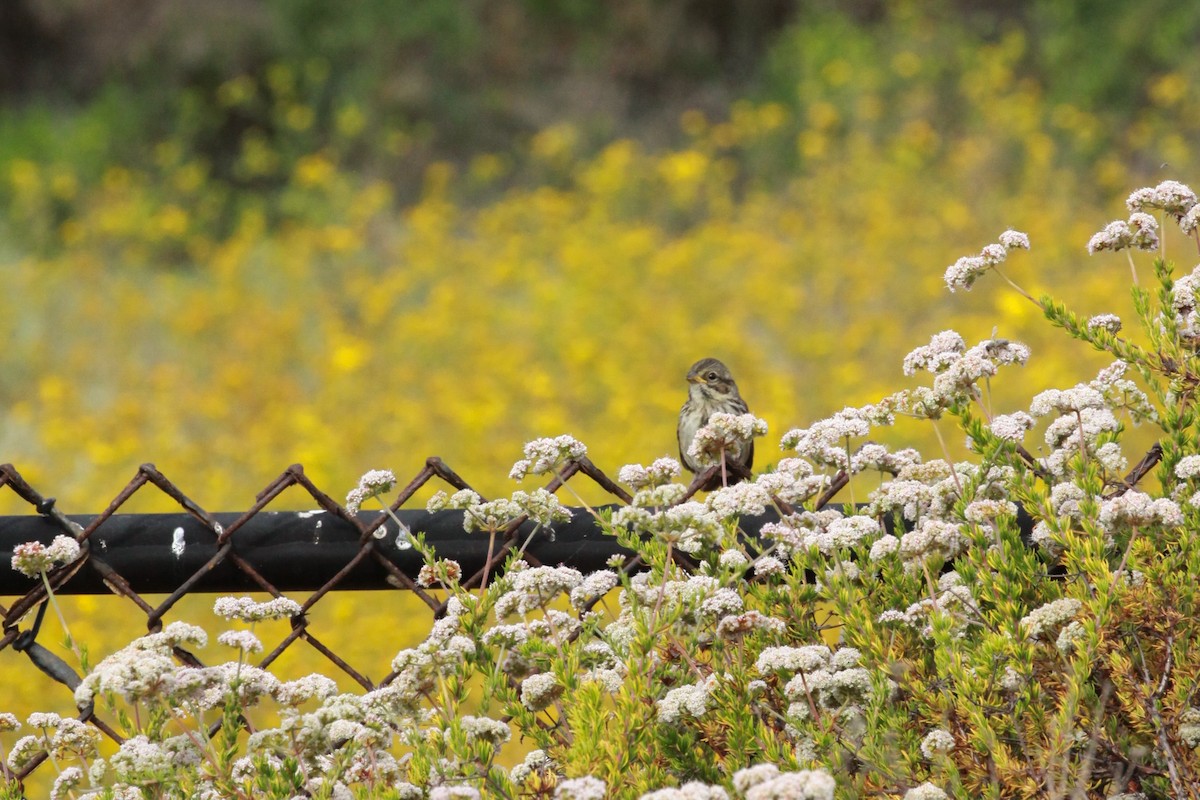 Song Sparrow - ML620798306