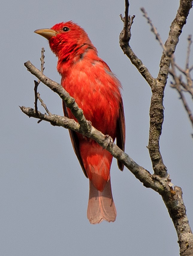 Summer Tanager - ML620798347