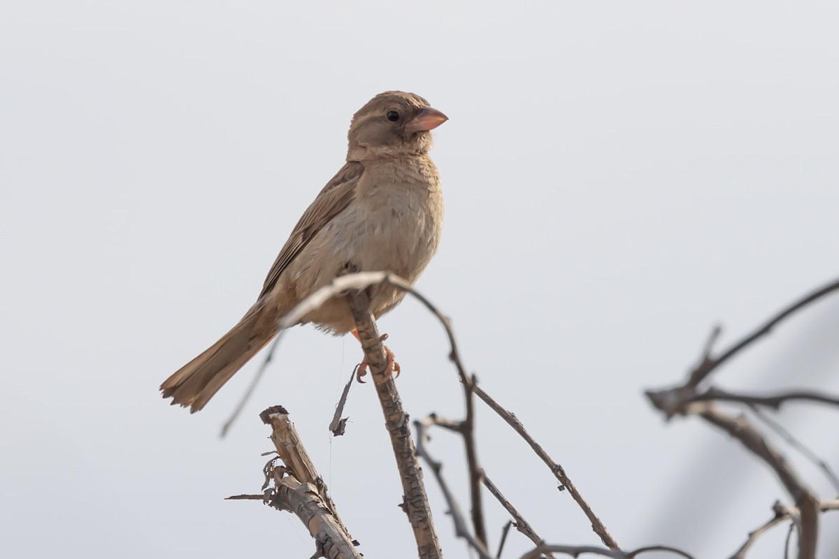 House Sparrow - ML620798351