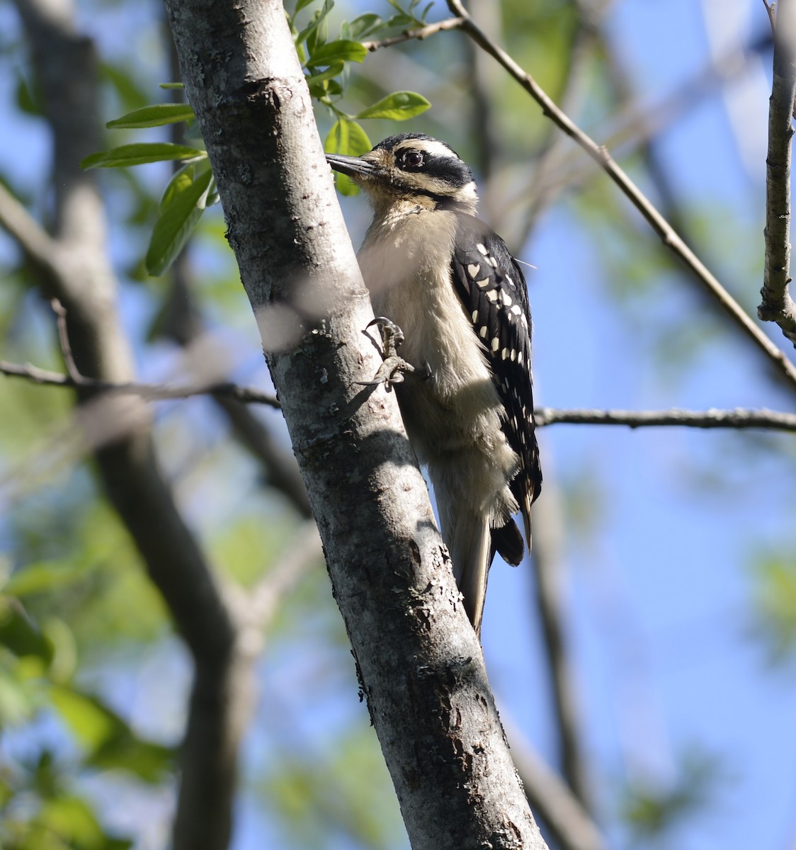 Hairy Woodpecker - ML620798352