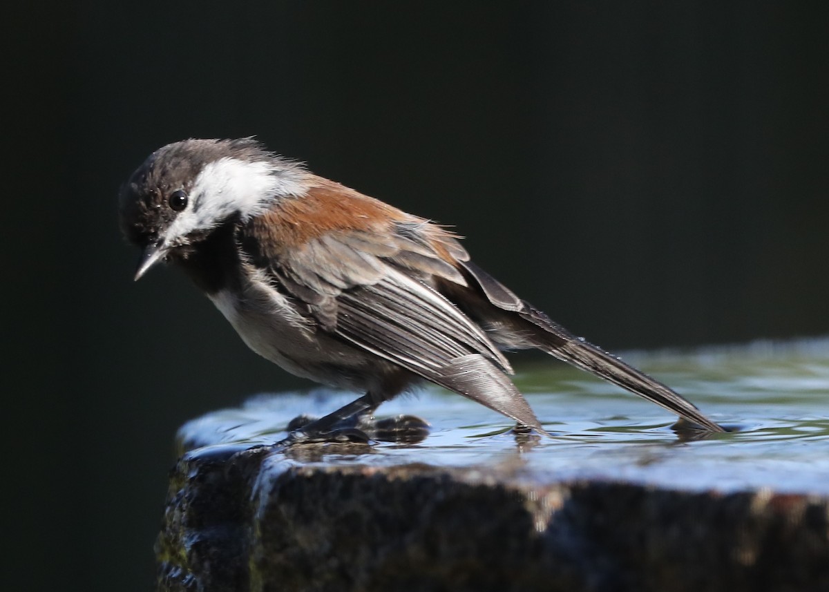 Chestnut-backed Chickadee - ML620798355