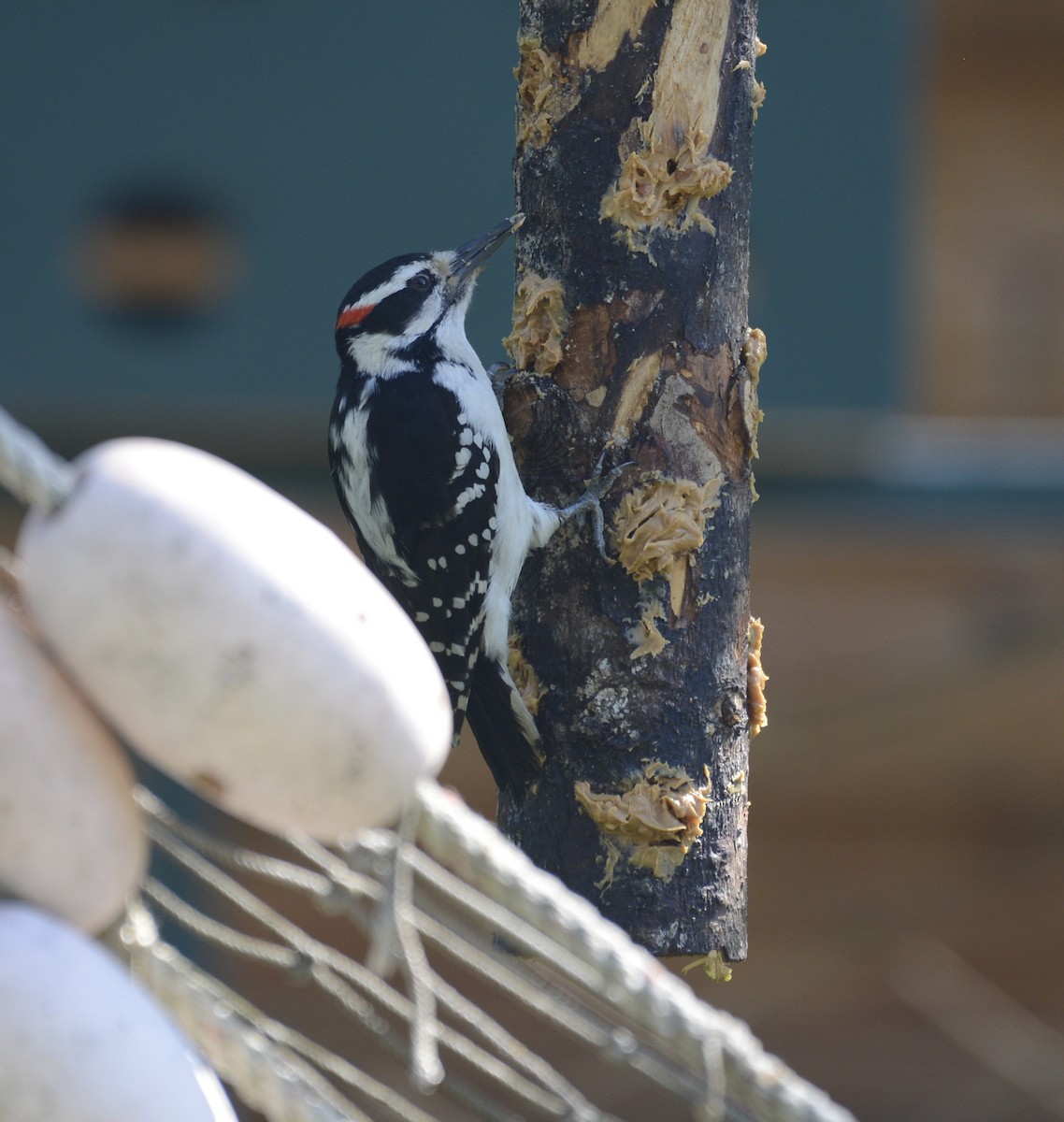 Hairy Woodpecker - ML620798360