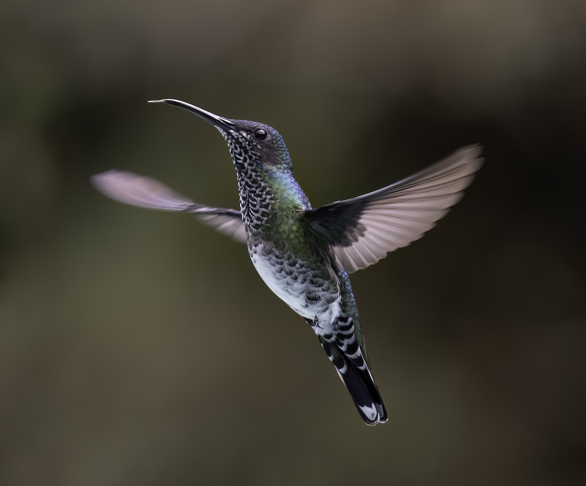 White-necked Jacobin - ML620798361