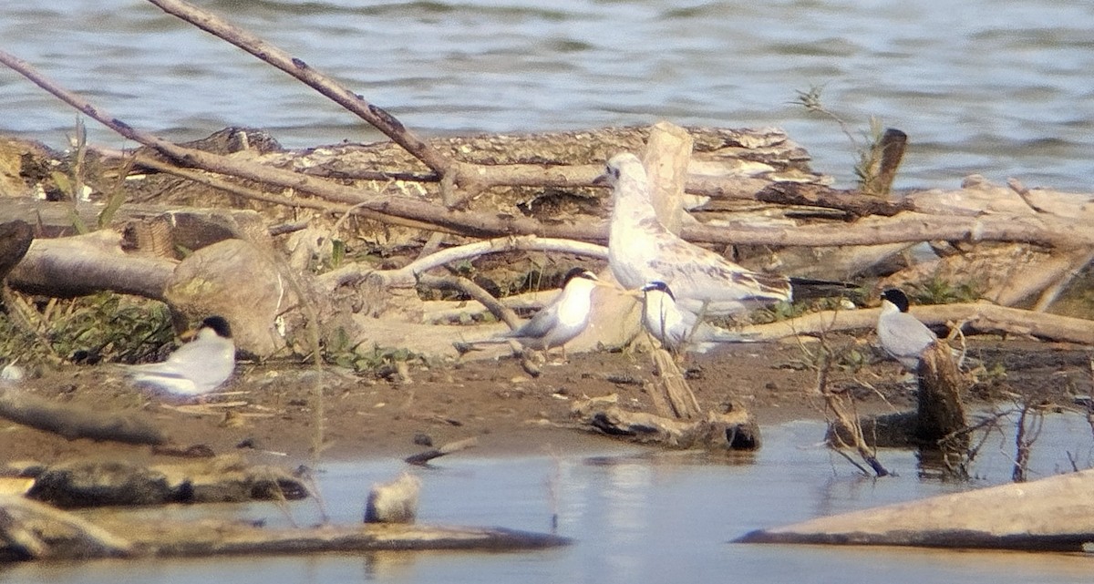 Little Tern - Jakub Lachman