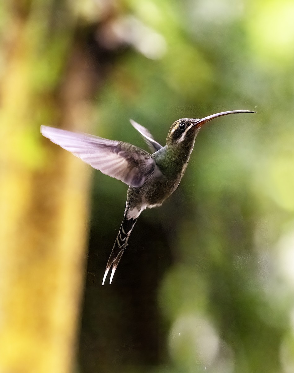 White-whiskered Hermit - ML620798363