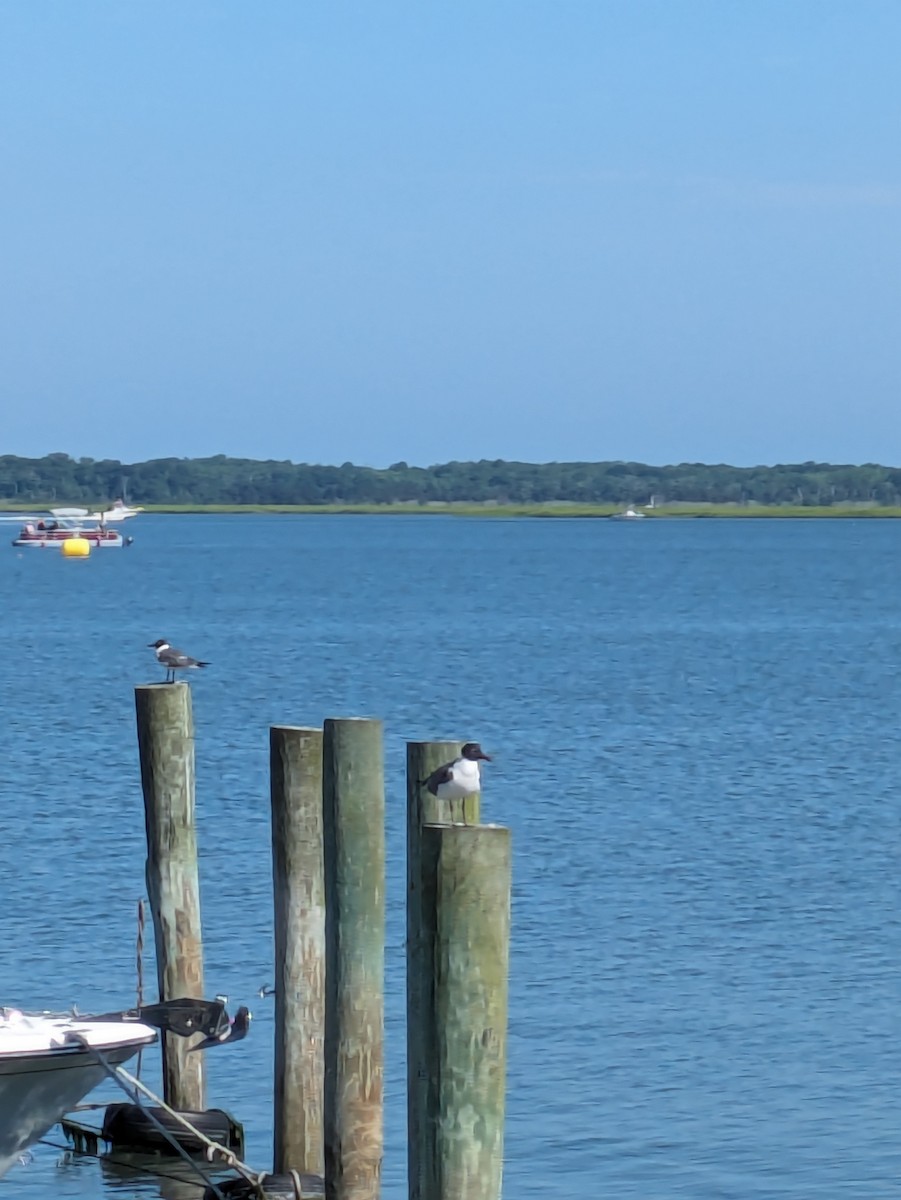 Gaviota Guanaguanare - ML620798364