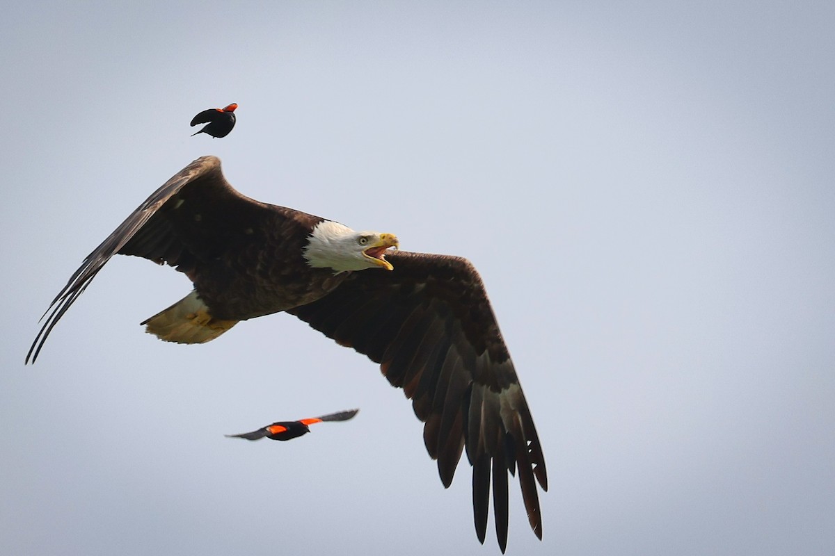 Bald Eagle - ML620798366