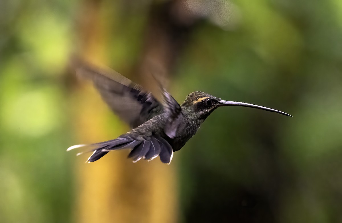 White-whiskered Hermit - Leo Wiznitzer