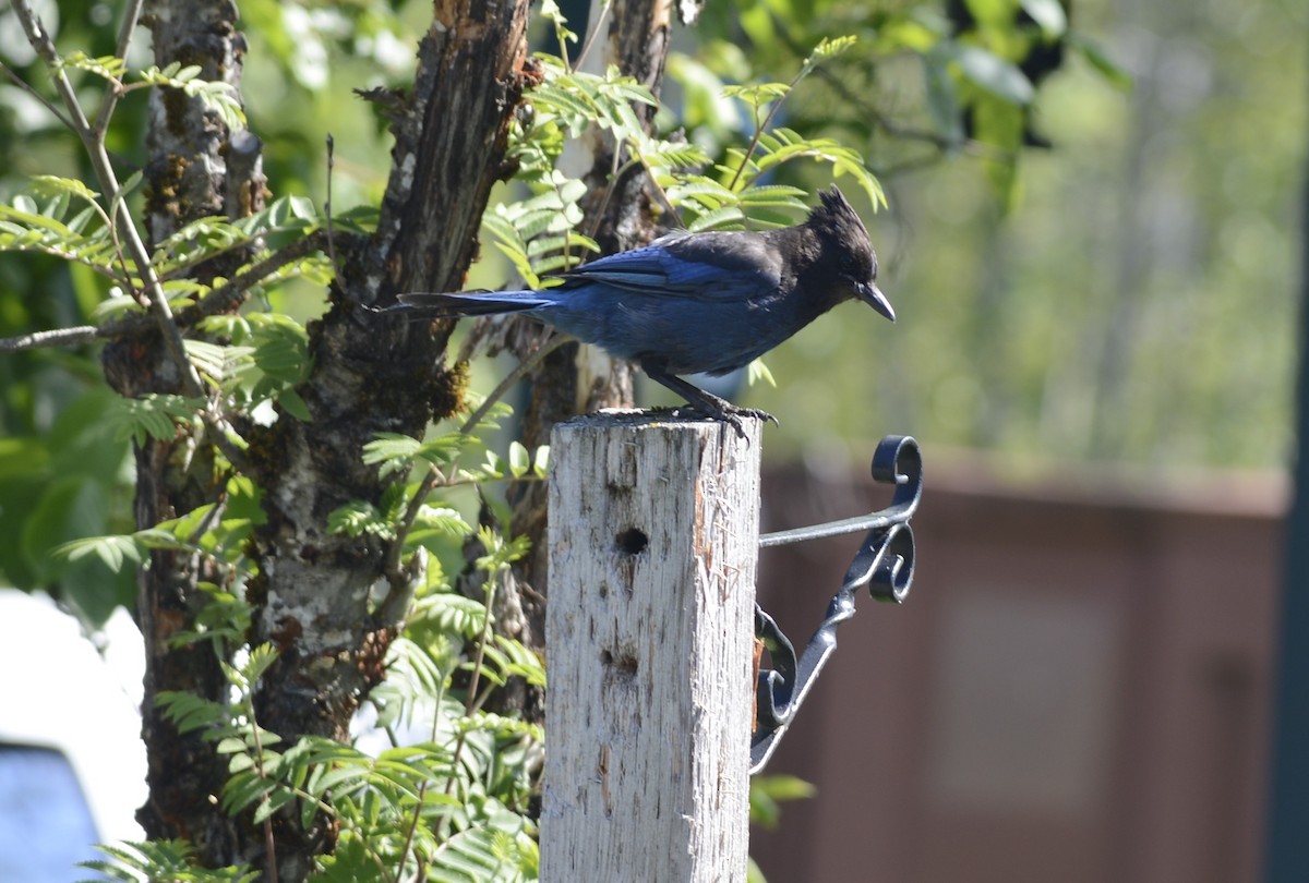 Steller's Jay (Coastal) - ML620798377