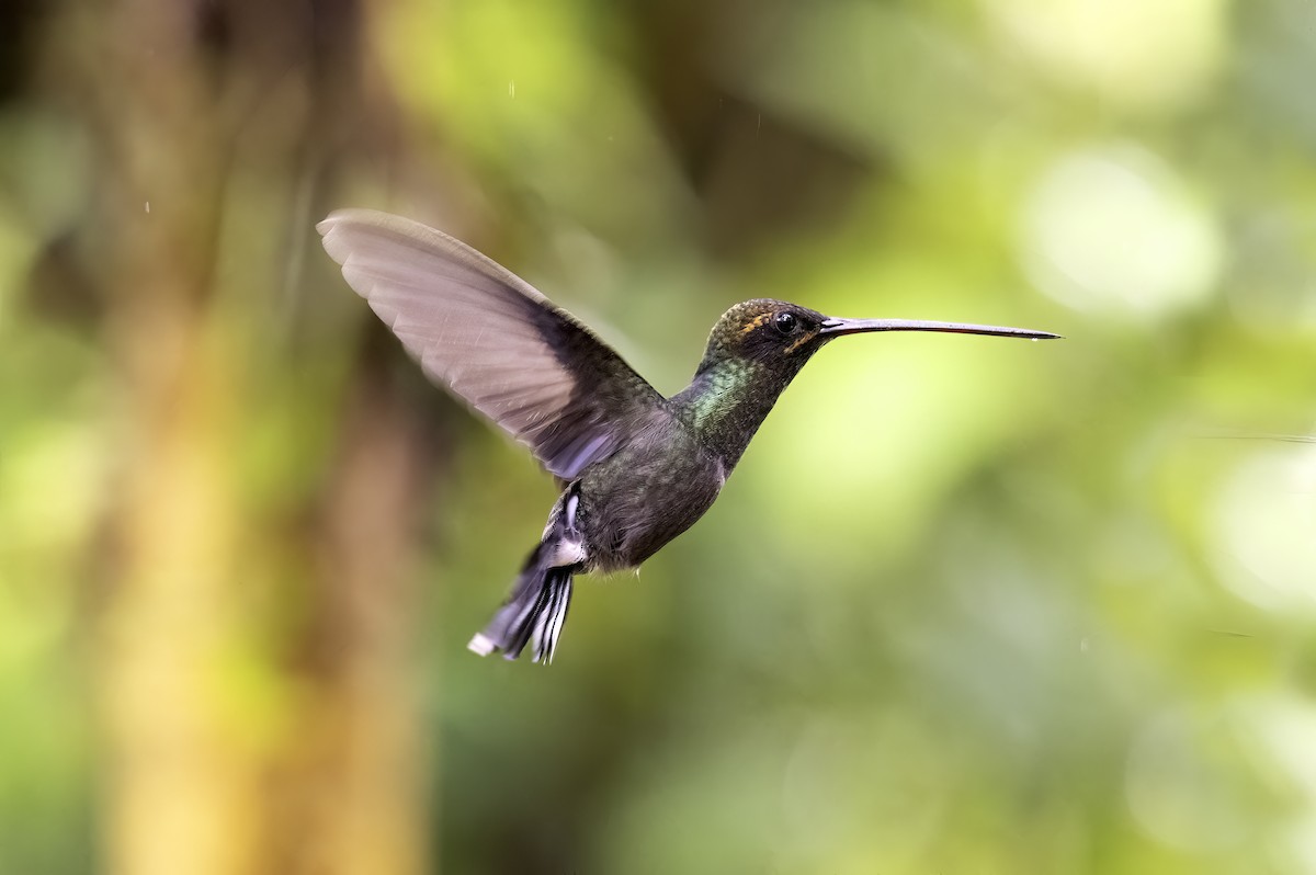 White-whiskered Hermit - ML620798380