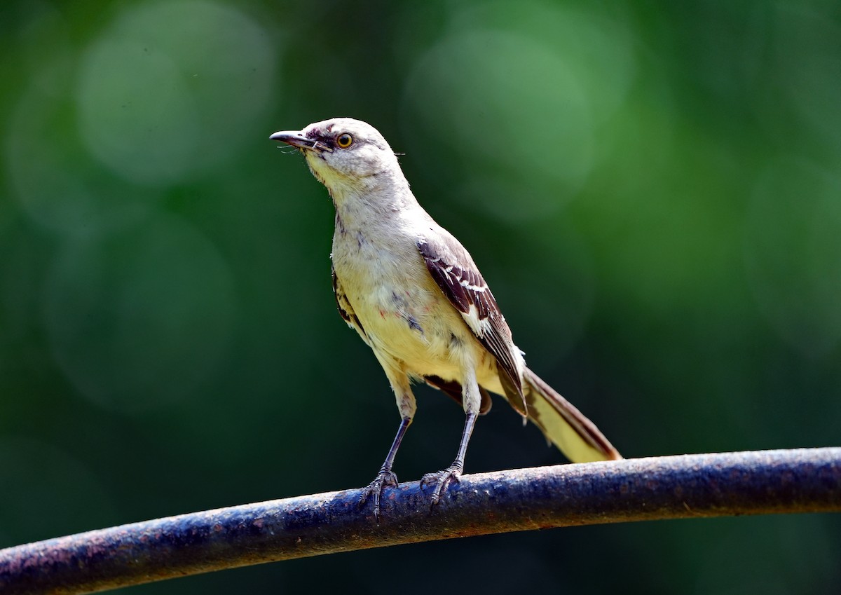 Northern Mockingbird - Anonymous