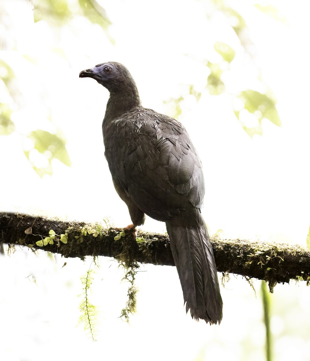 Sickle-winged Guan - ML620798410