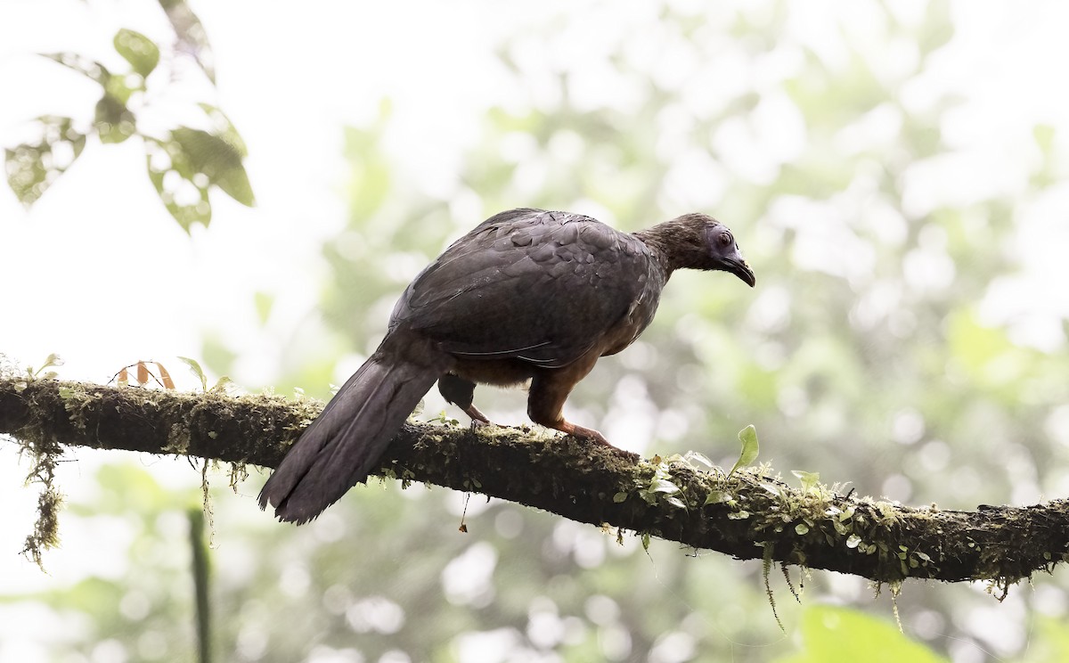 Sickle-winged Guan - ML620798411