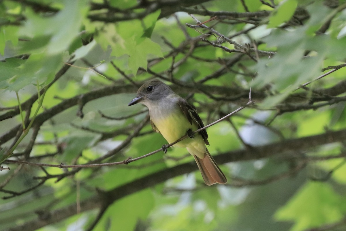 Great Crested Flycatcher - Ryan Leys