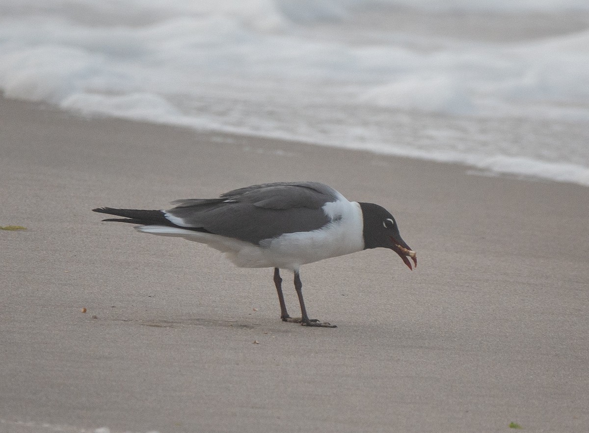 Laughing Gull - ML620798431