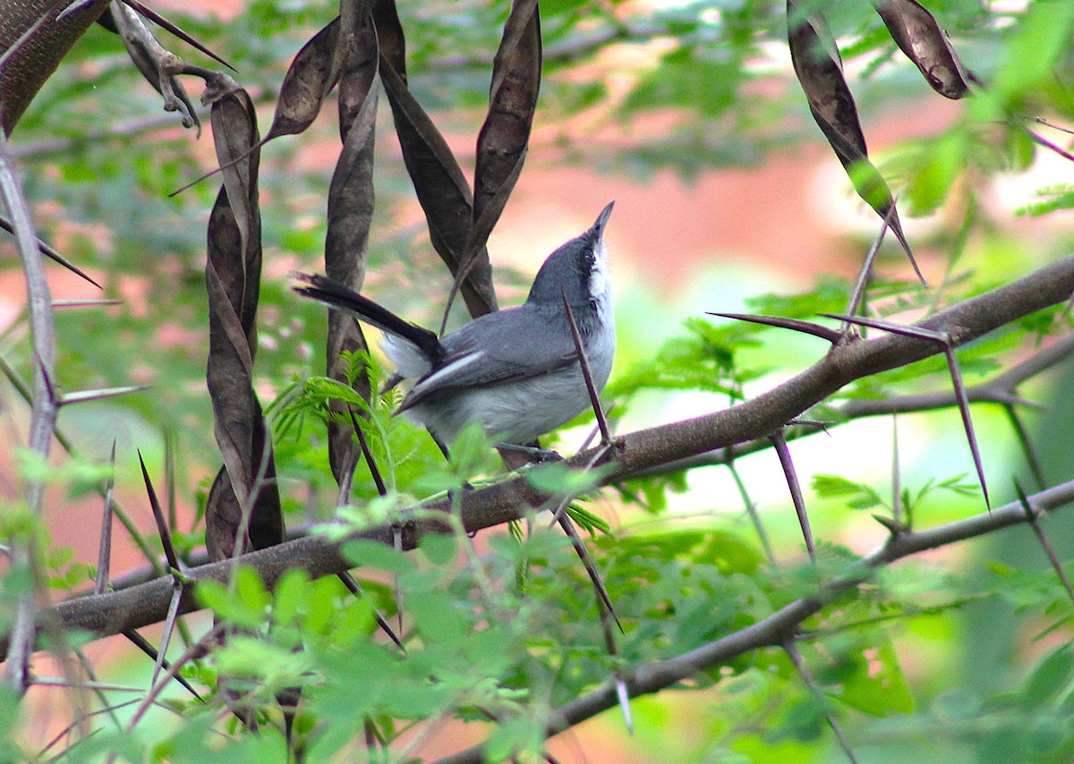 Tropical Gnatcatcher - ML620798433