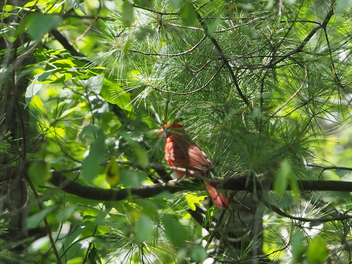 Northern Cardinal - ML620798446