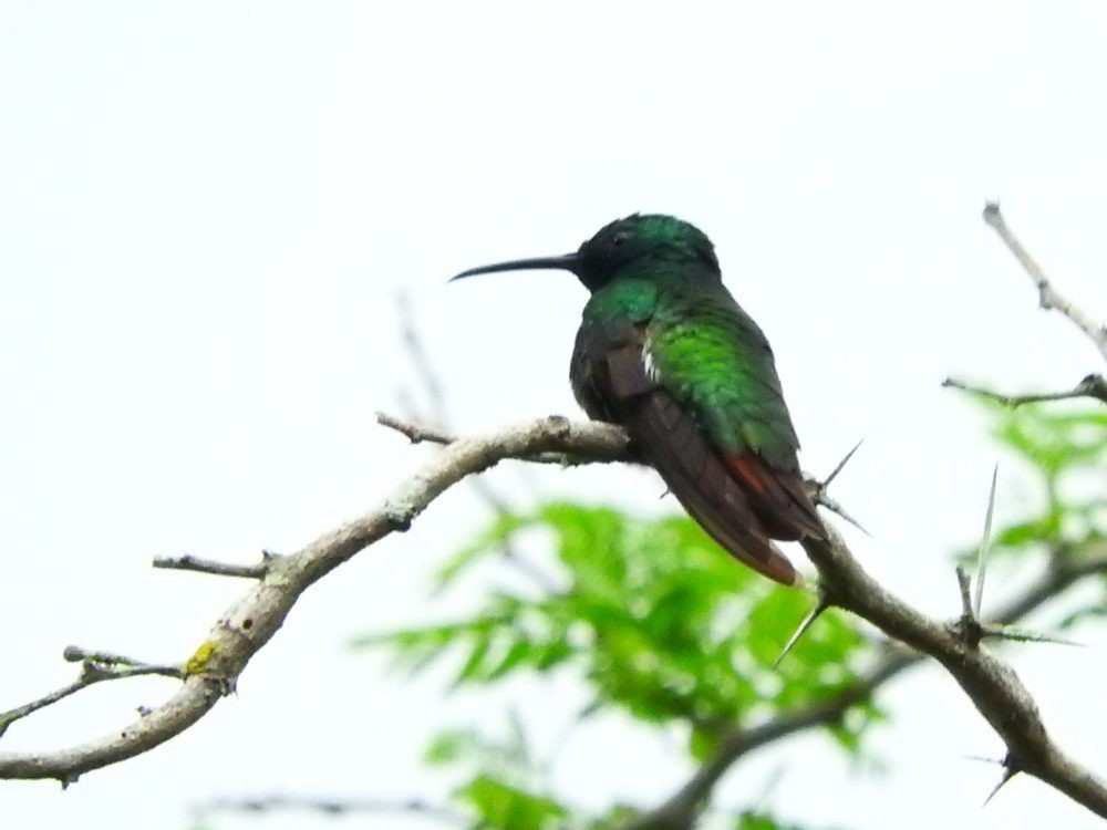 Black-throated Mango - ML620798465